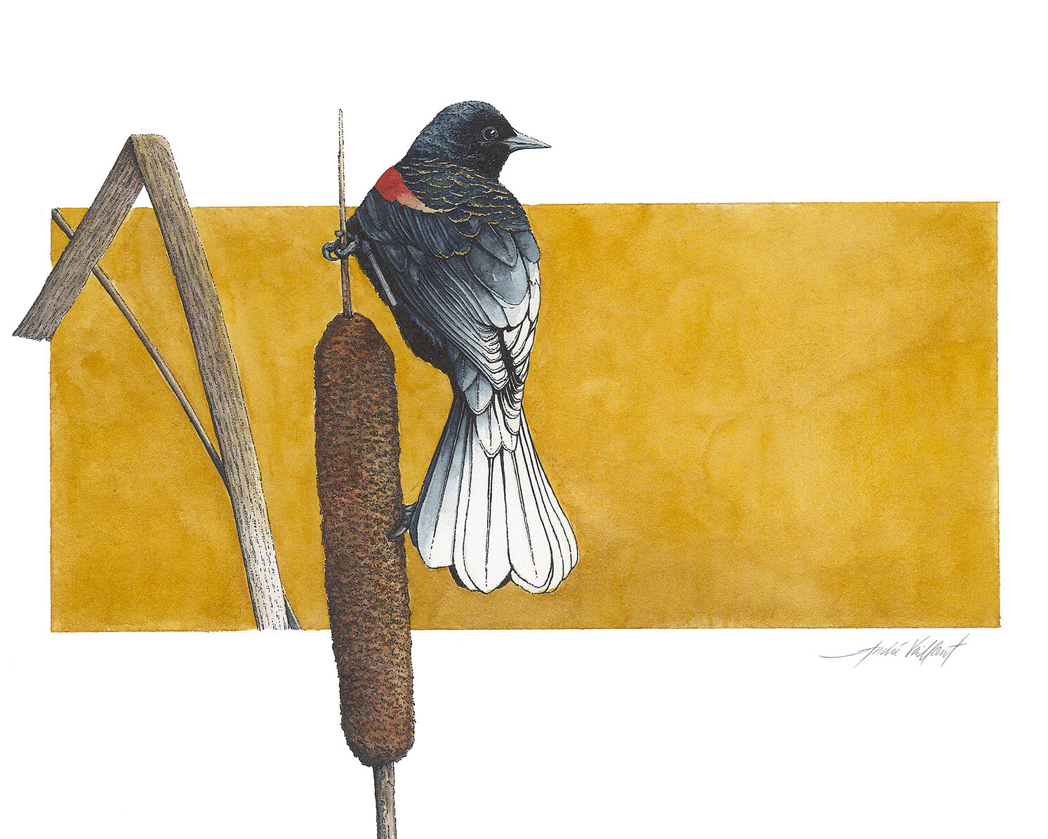 Redwinged Black Bird - Print