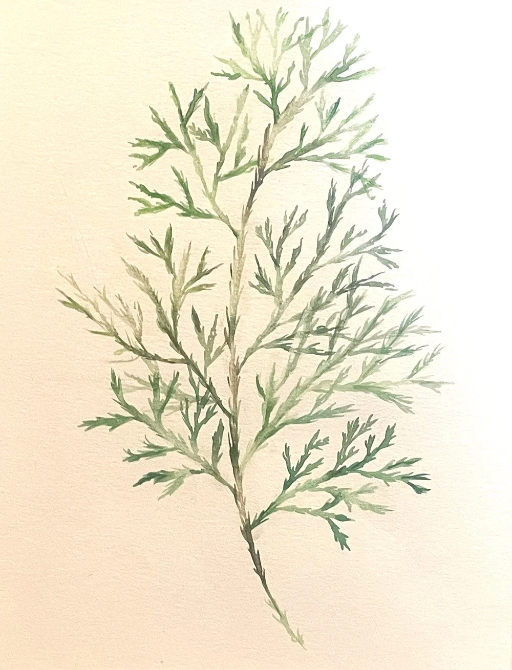 Cedar branch.jpg