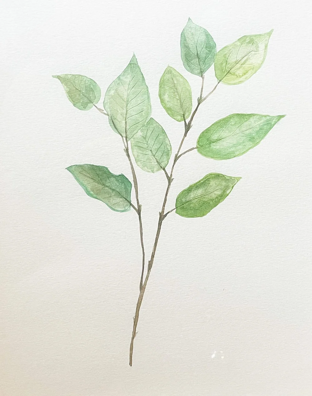 Salal.jpg