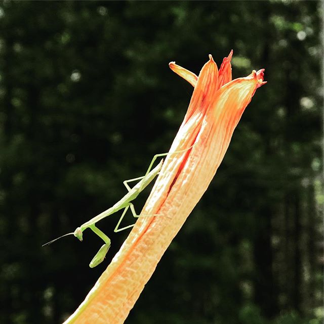 Never seen a praying mantis before! How cool is that!?