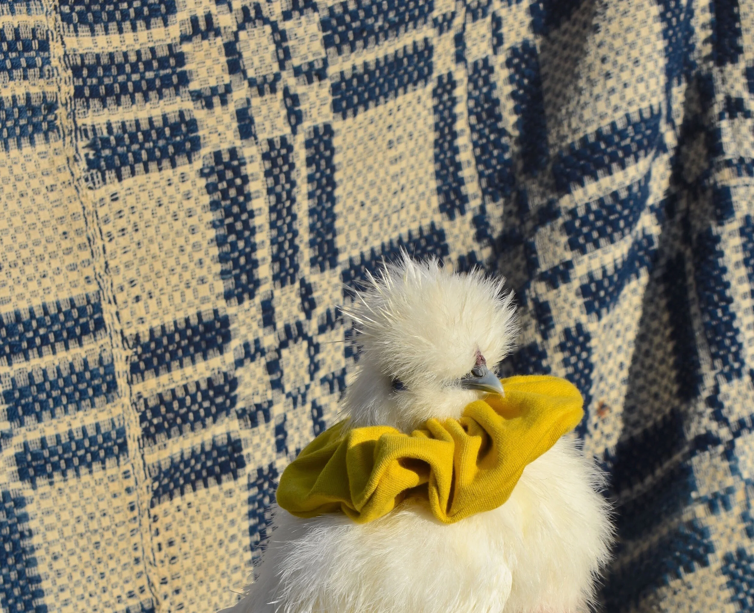 Scrunchie chicken 3.jpeg
