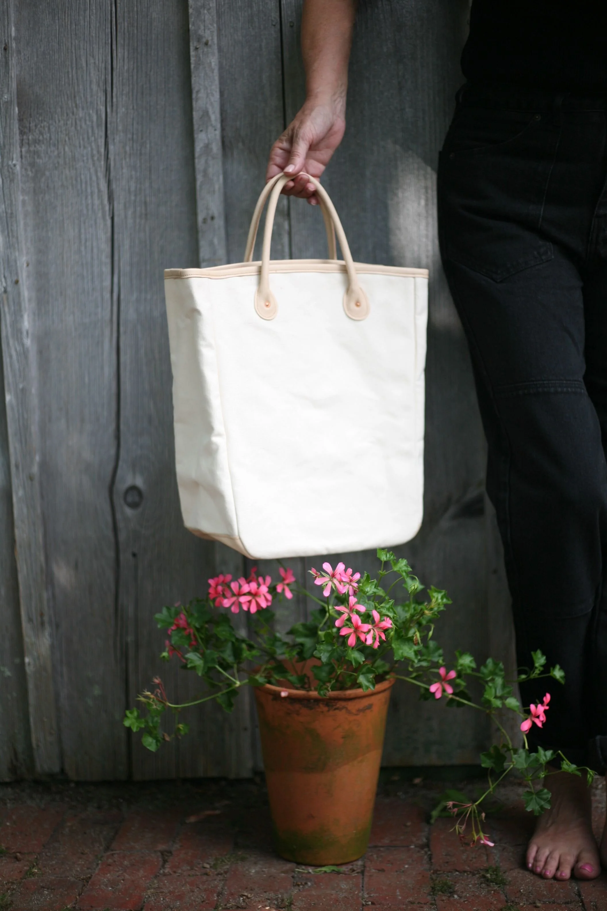 no 2 cotton geranium.jpeg