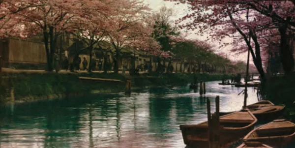 Cherry Trees in Japan (Courtesy of the National Agricultural Library, Agricultural Research Service, U. S.Department of Agriculture)