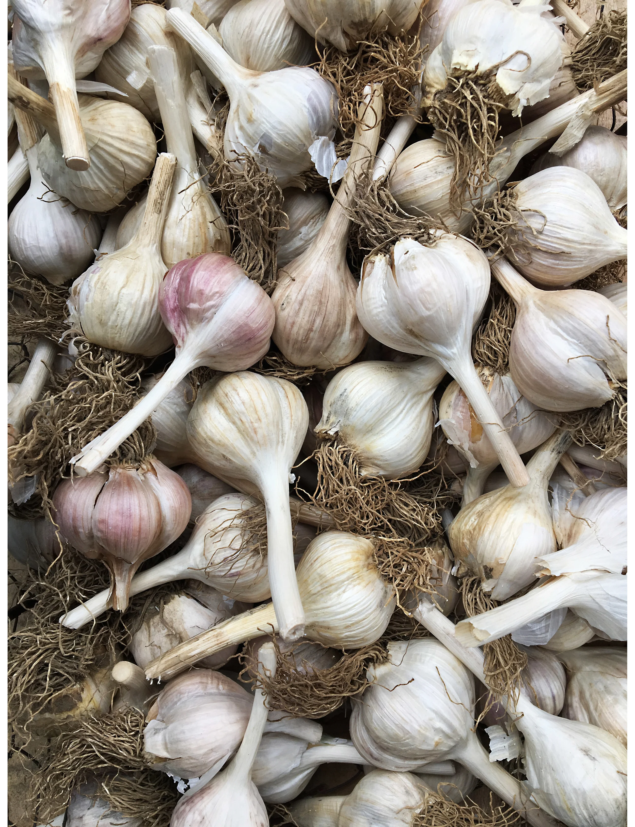 Sarah Elliott Photography 106.jpg