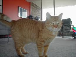 Opie