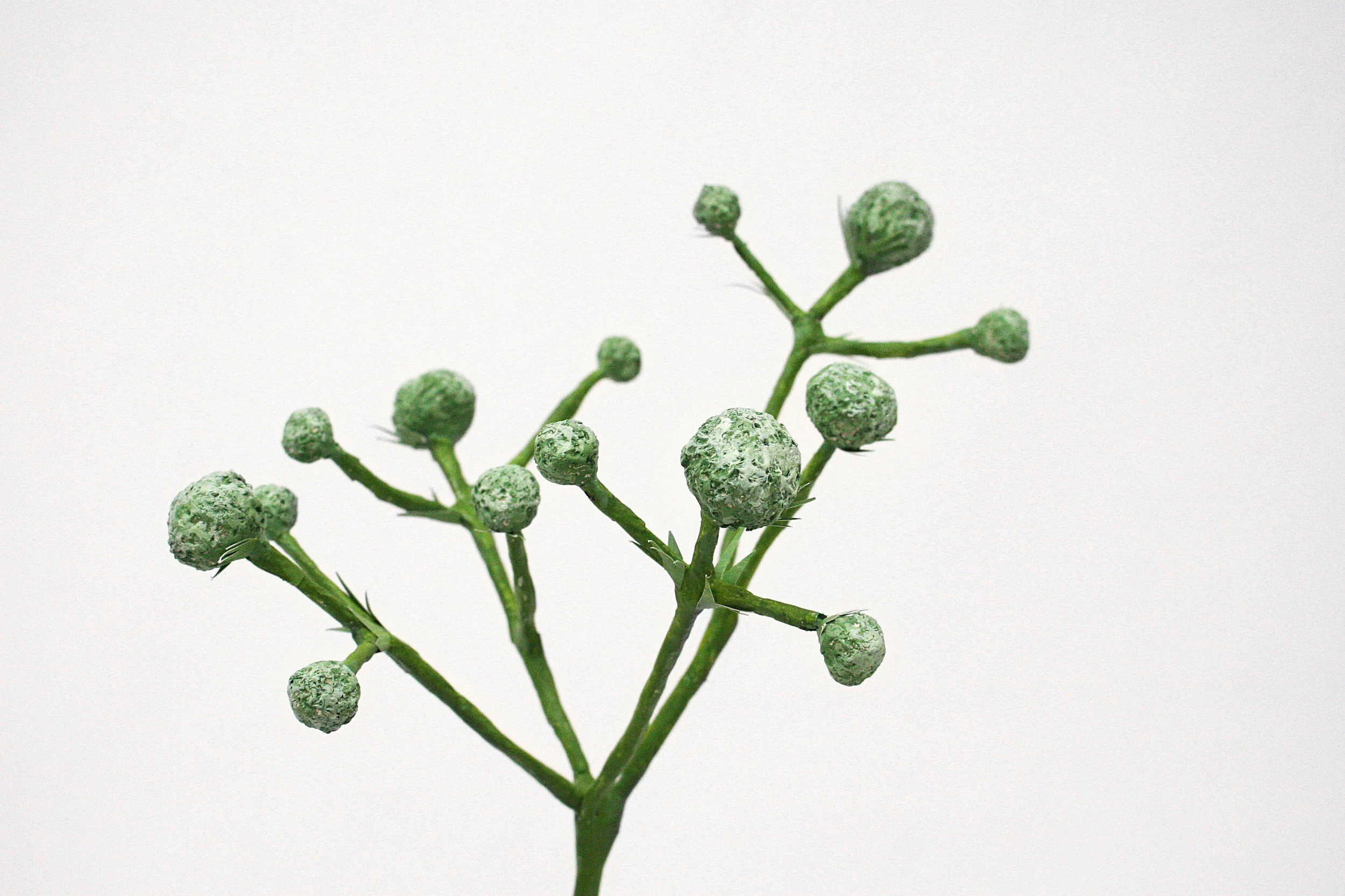 Rattlesnake Master (Eryngium yucciflium) plant, 2016 Papier mache, acrylic paint, wood