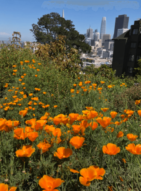 California Poppies in Dolores Park San Francisco California.png