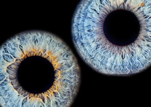 iris-1052871_960_720.jpg
