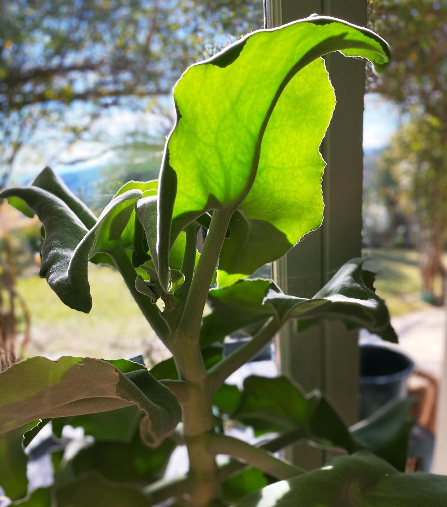 |Chlorophyll in the making|

@carocaro81 c&rsquo;est la plante oreilles d&rsquo;&eacute;l&eacute;phant de mon anniversaire!

#nature #plantlover #soakingupthesun #kalanchoe #soleildeprovence #naturopathy #lovegreen #livegreen #livegreenlovegreen #soa