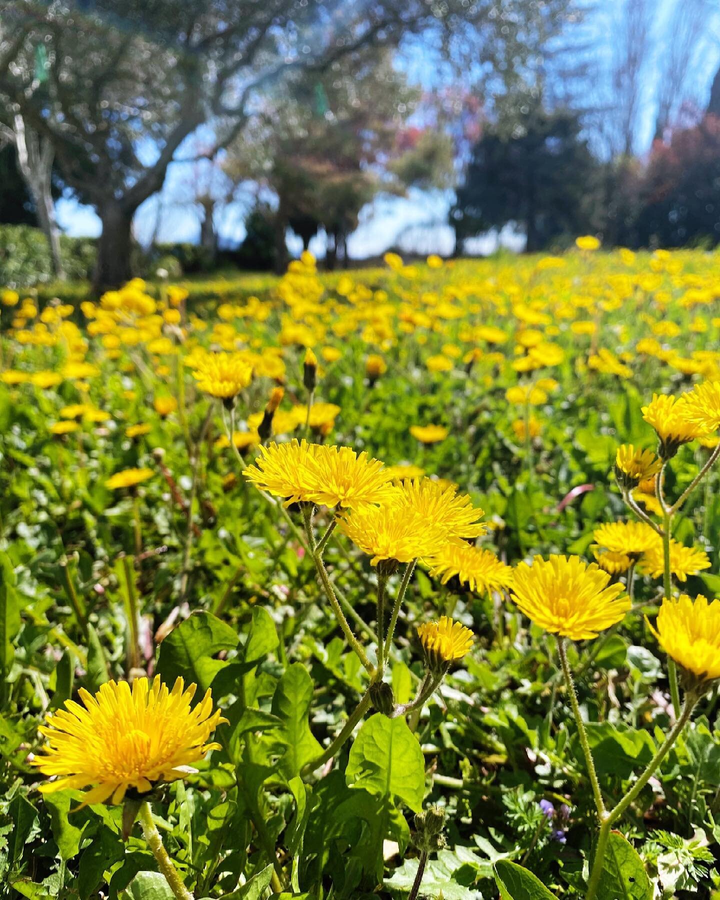 |Dandelion is the new sunshine| 

#yellow #spring2021 #sunshineblueskies #provence #nature #pissenlit #dandelion #jaunepoussin #naturopathie #naturopathe