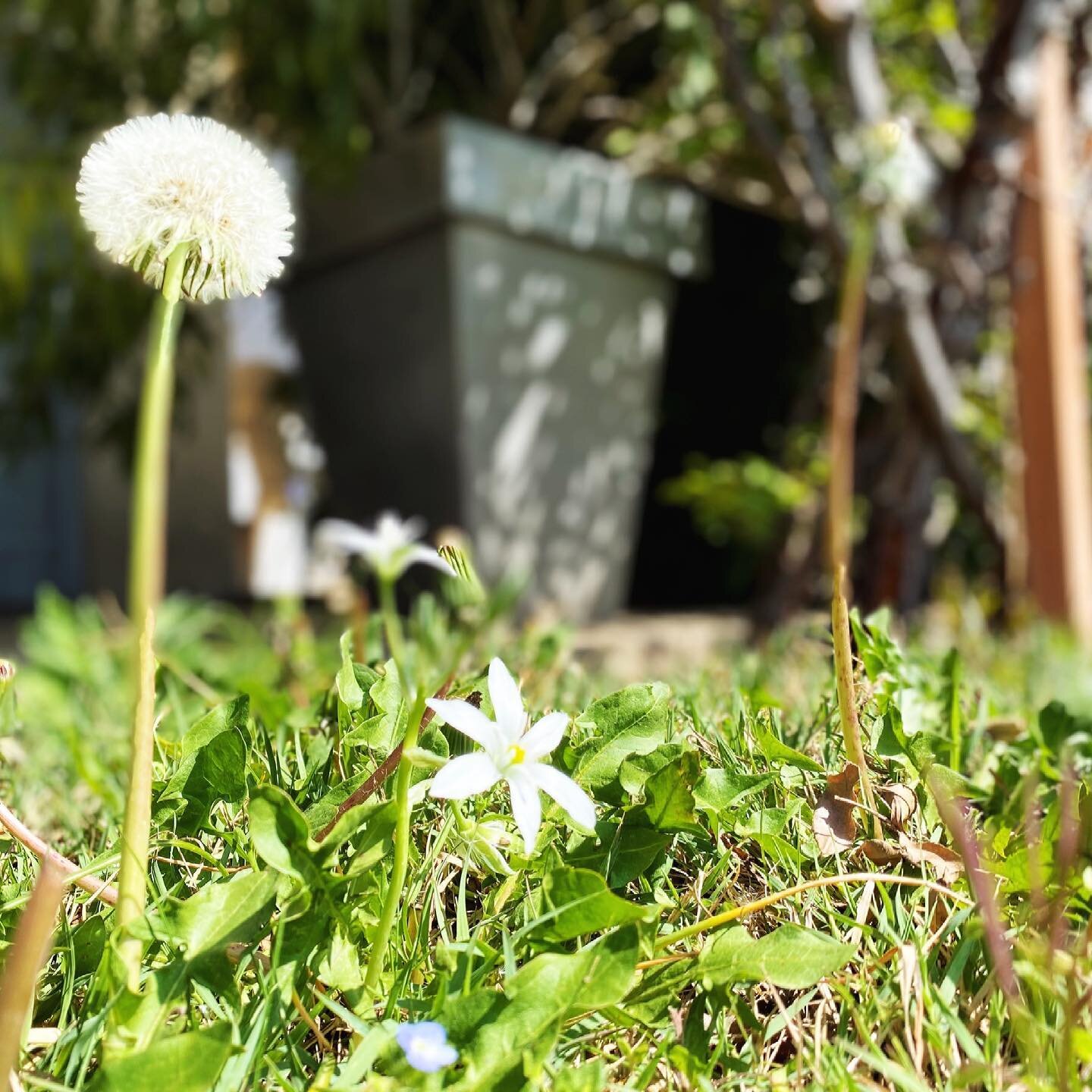 |The opposite of still life| 

#manosque #garden #spring #green #dandelionsforever #pissenlit #thisisnotstilllife #nothingispermanent #naturelovers #greenaddict #littlestar