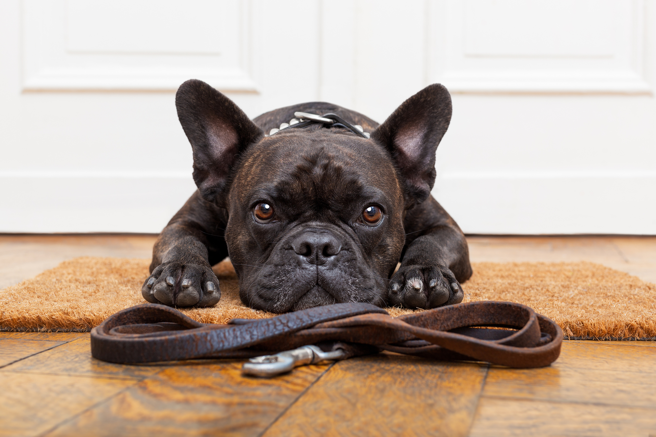 bigstock-Dog-Waiting-For-Walk-94041746.jpg