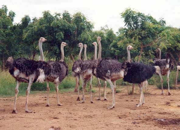 ostrich-farm-volta-curaco.jpg