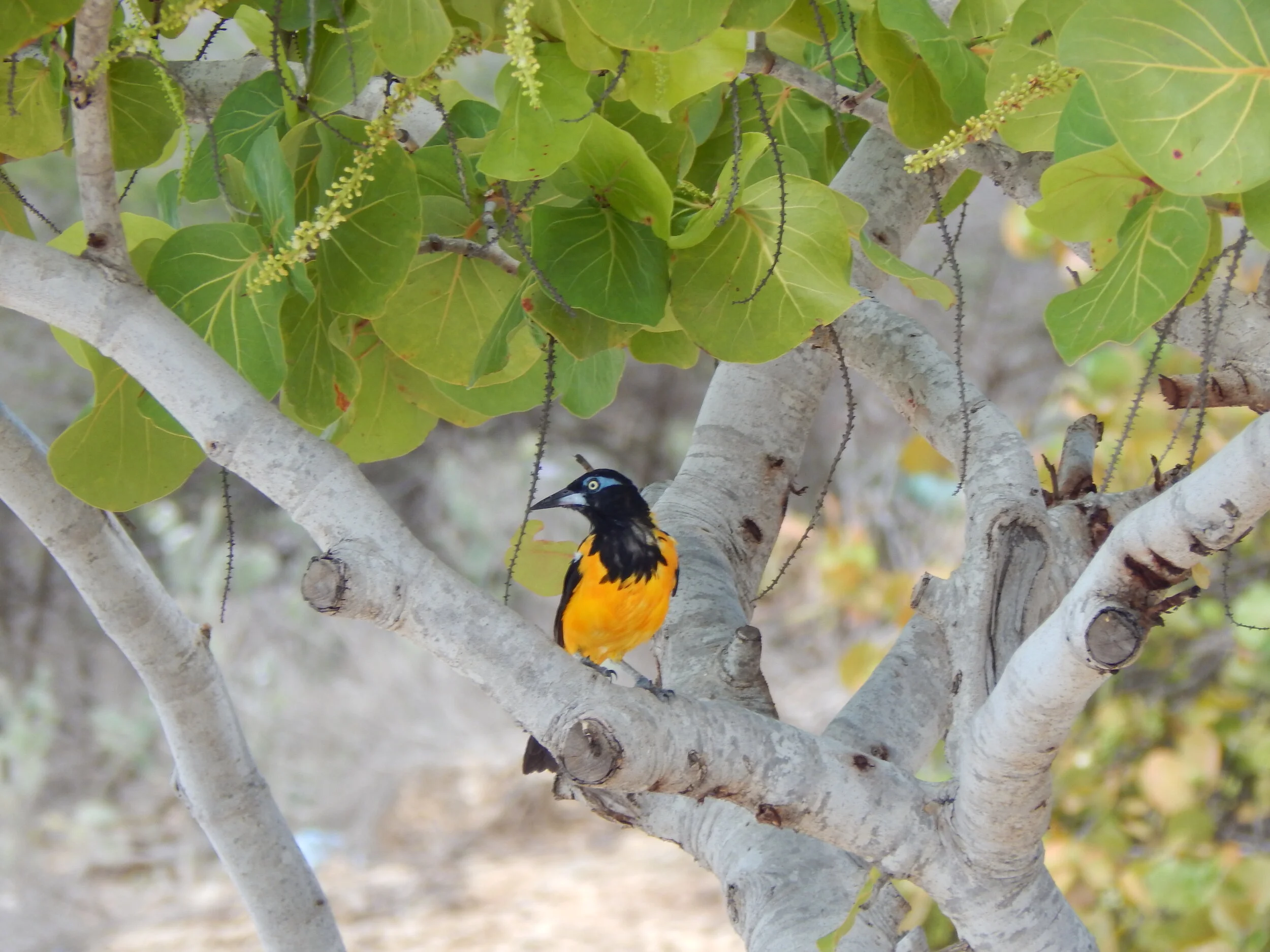 beach-cura-ao-yellow-bird-troupial_t20_LQRPK7.jpg
