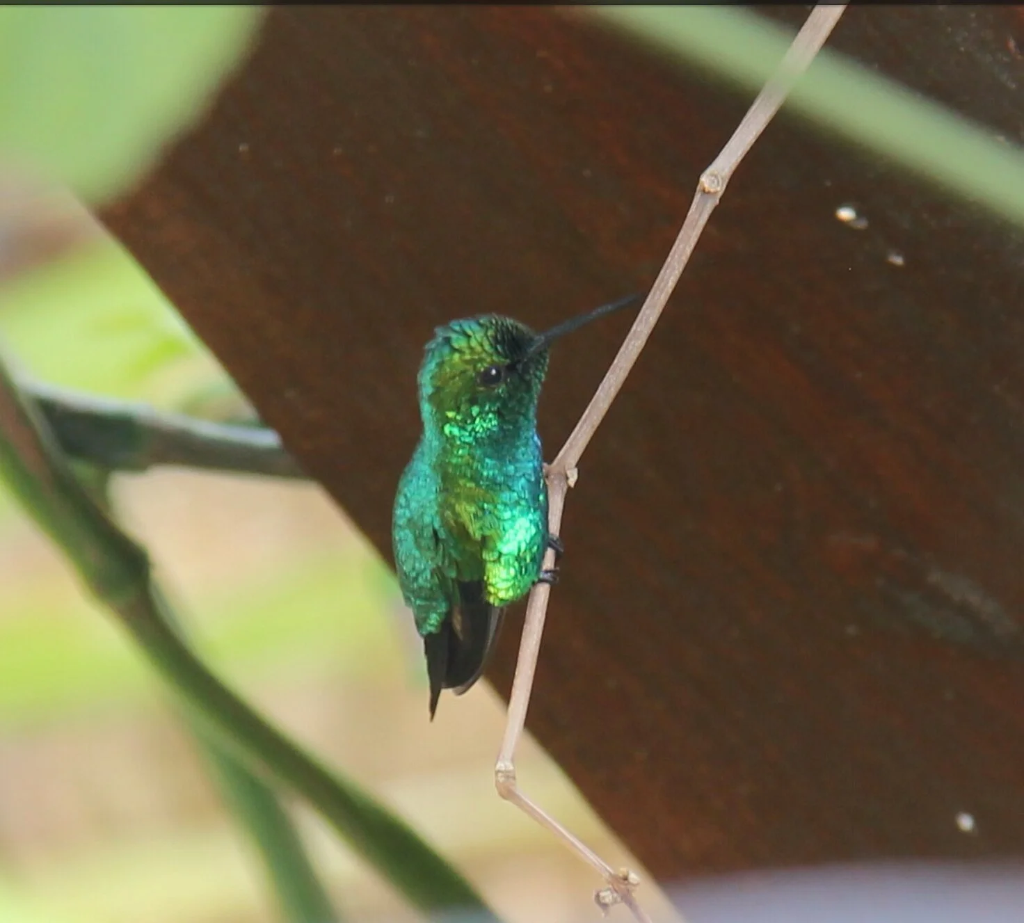 hummingbird-they-are-so-pretty-curacao-island-caribbean_t20_6bzy0o.jpg