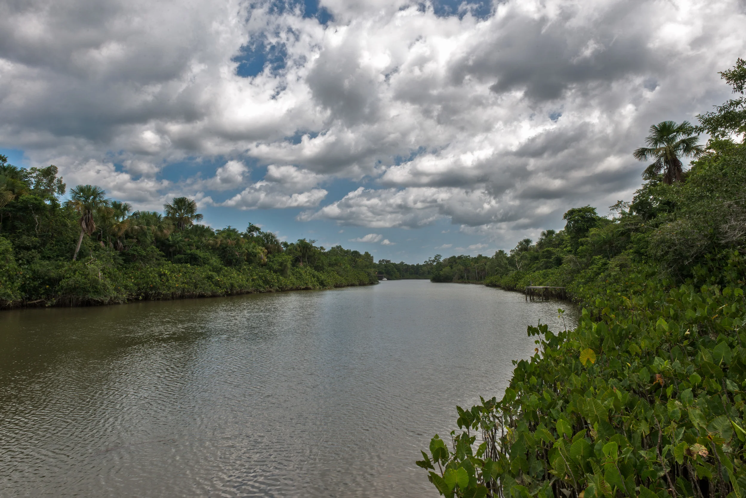 This is the view from our dock. Many meetings, hammock sessions, and of course swimming off this dock. The tree's you see here are Acai trees. Or Acai palm trees I like to call! 