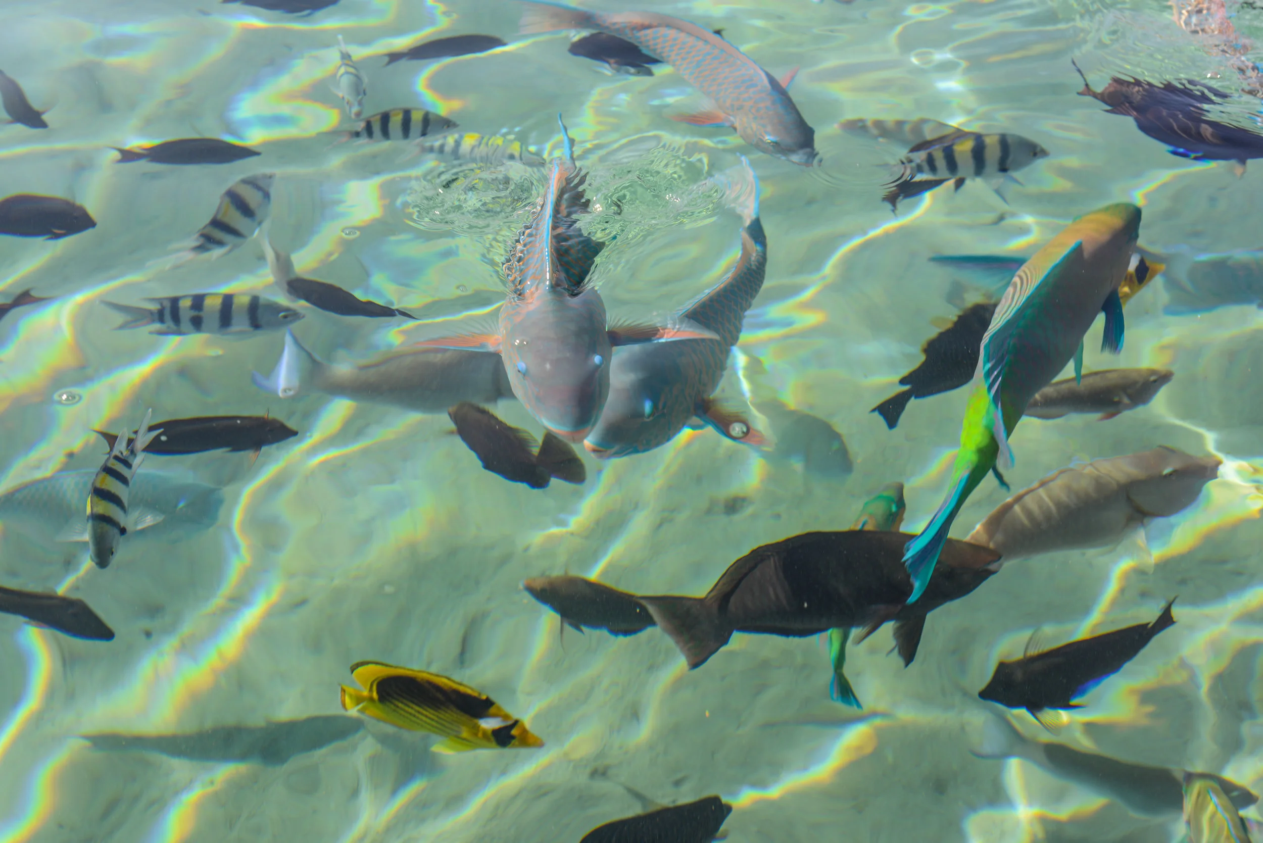 Fish, Fish_.jpg