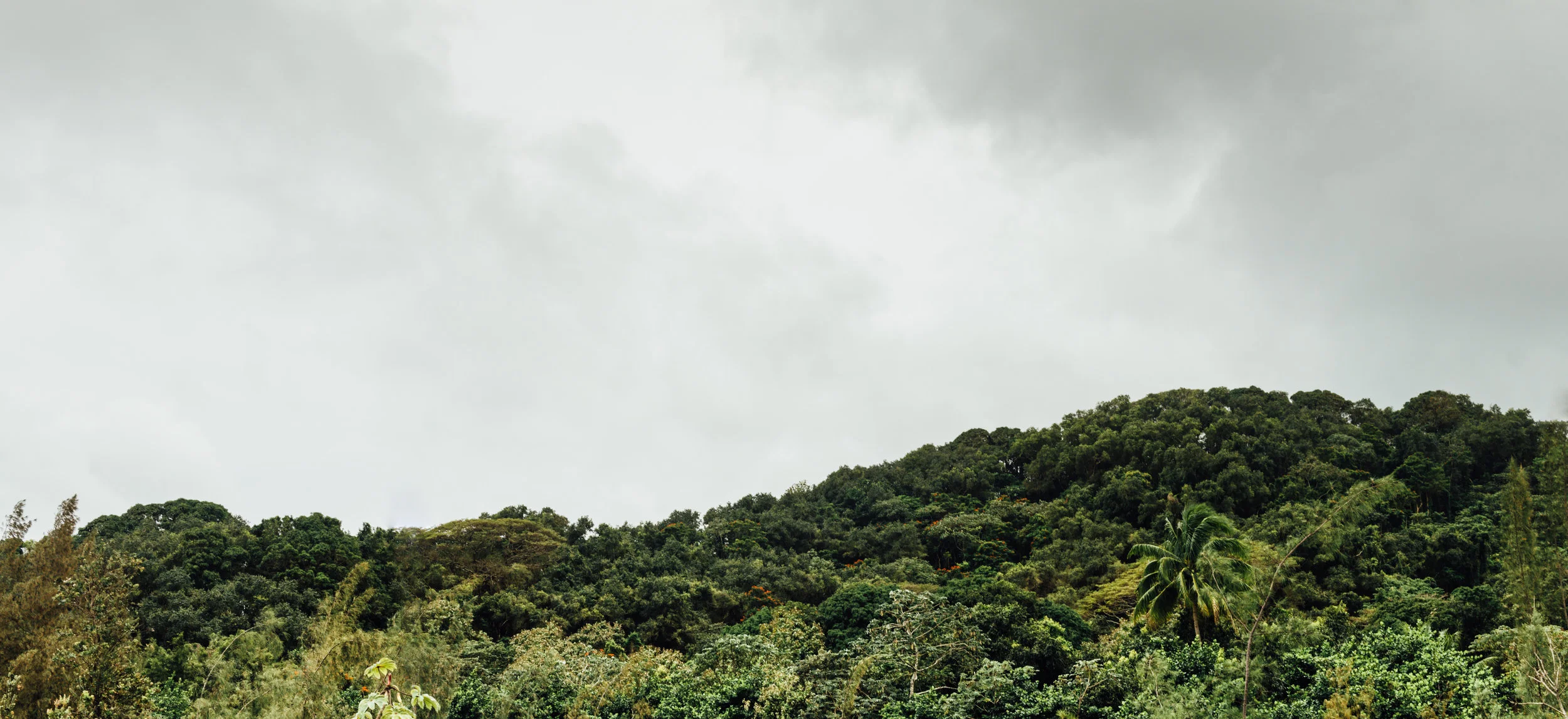 The Jungle_.jpg