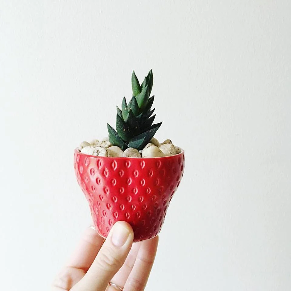lovely little plants - succulents saturday