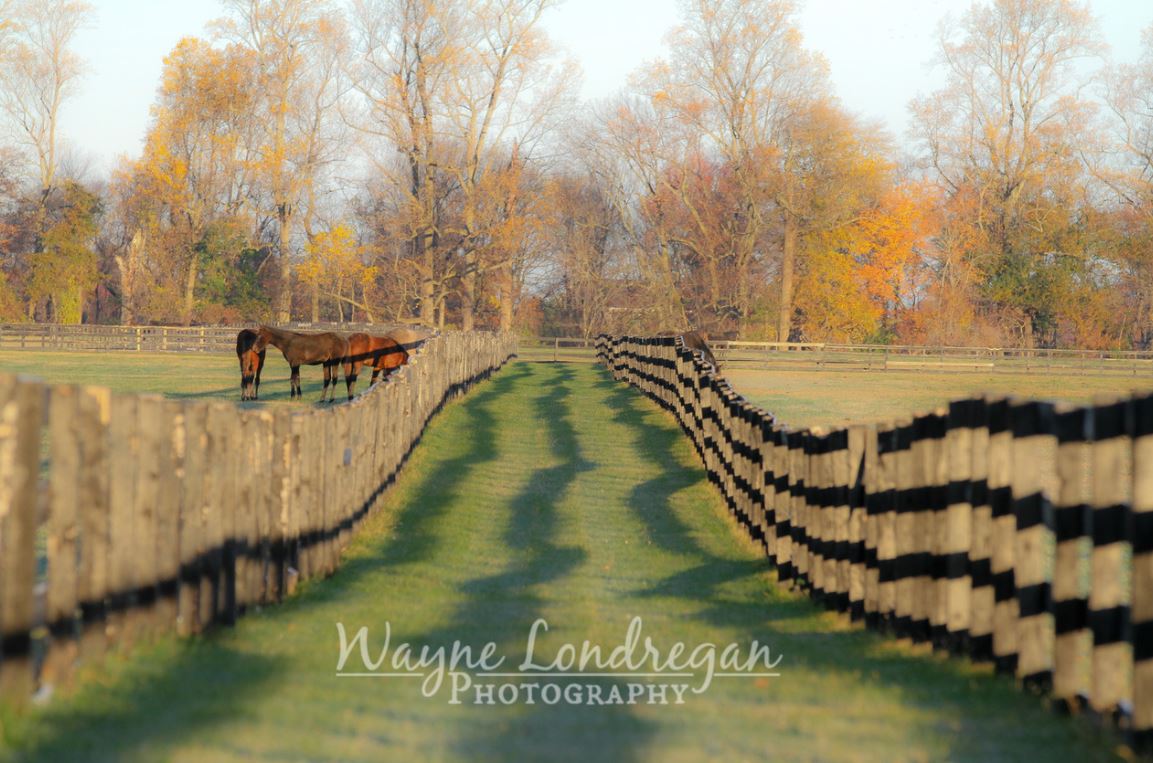 wayne londregan - photography sunday 