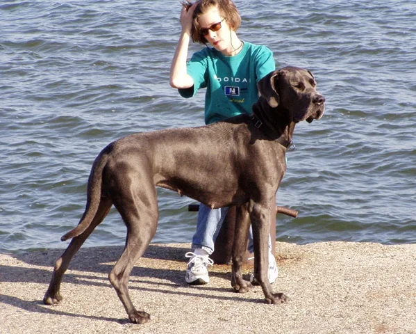 vitamins for great danes