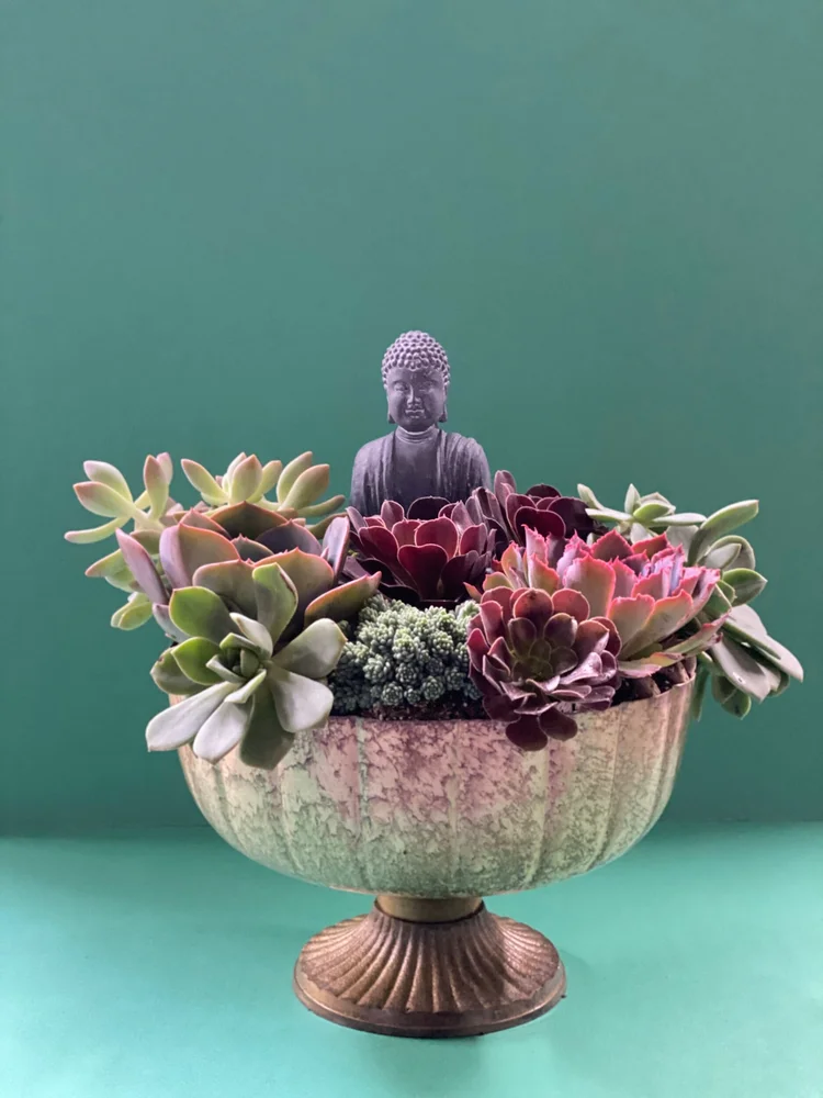 Zen Succulent Garden  Irises Designs