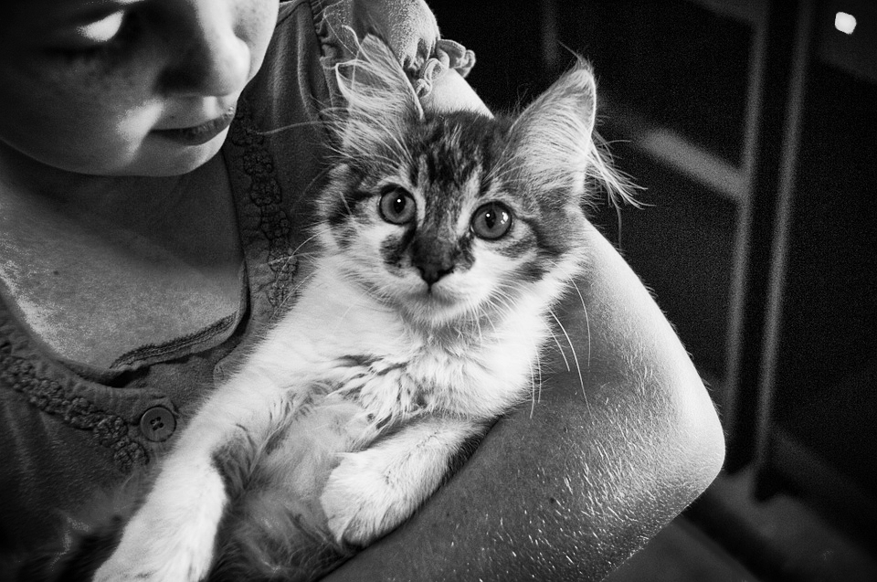 Animal-Assisted Interactions
