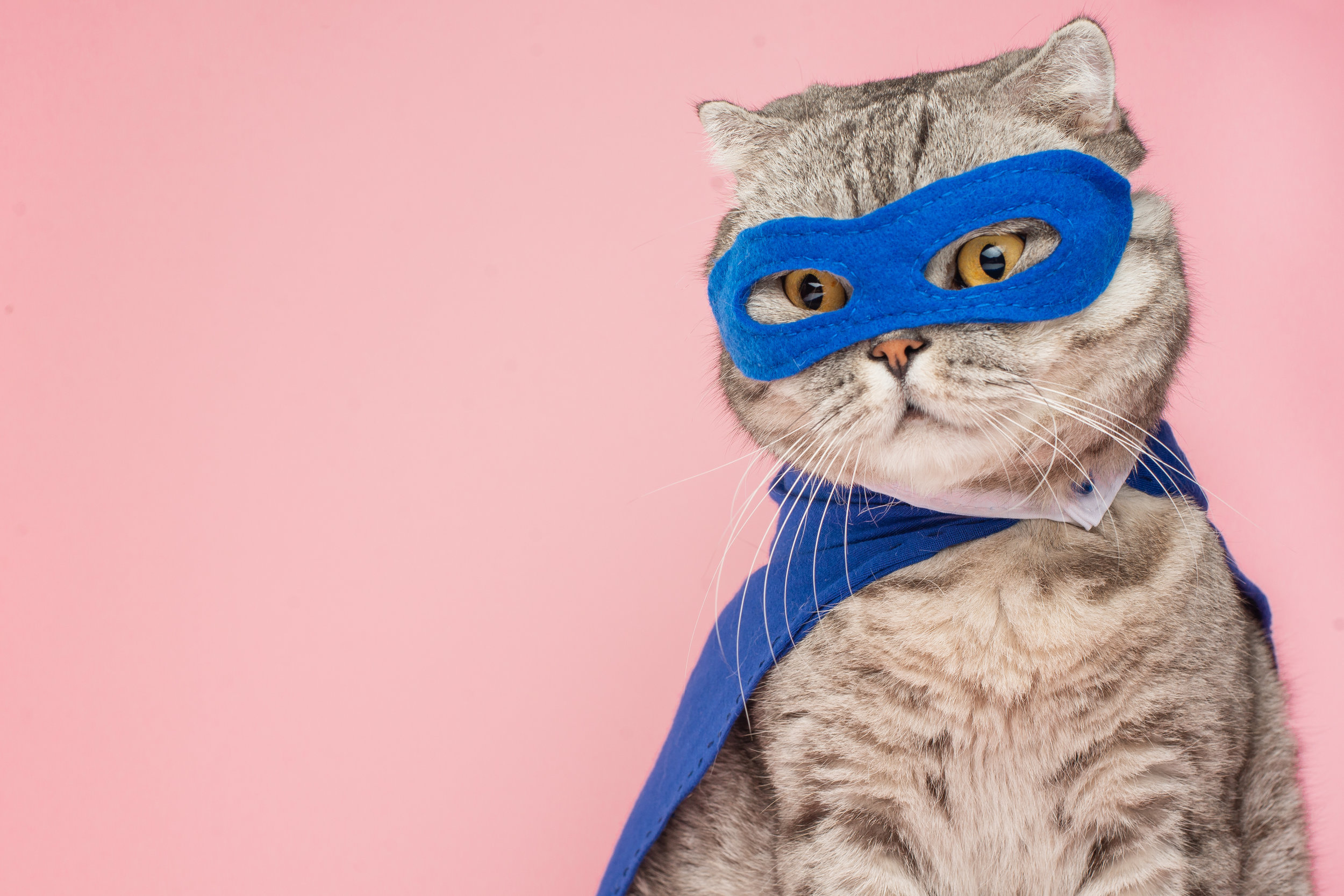 Resiliency Cat