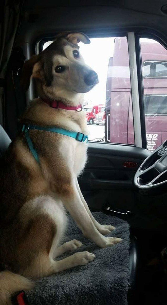 Potato sits in the cab of a big rig — ready for a trip across country with a truck driver who volunteered to take the rescue pup to his new home. 