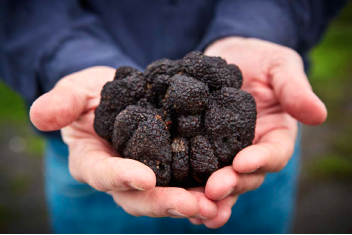 Jackson Family Wines in Santa Rosa, Calif., harvested a 12.75-ounce black Périgord from its truffle orchard in January. The farm produced its first truffles last February, six years after planting. 