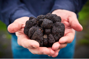 Jackson Family Wines in Santa Rosa, Calif., harvested a 12.75-ounce black Périgord from its truffle orchard in January. The farm produced its first truffles last February, six years after planting.