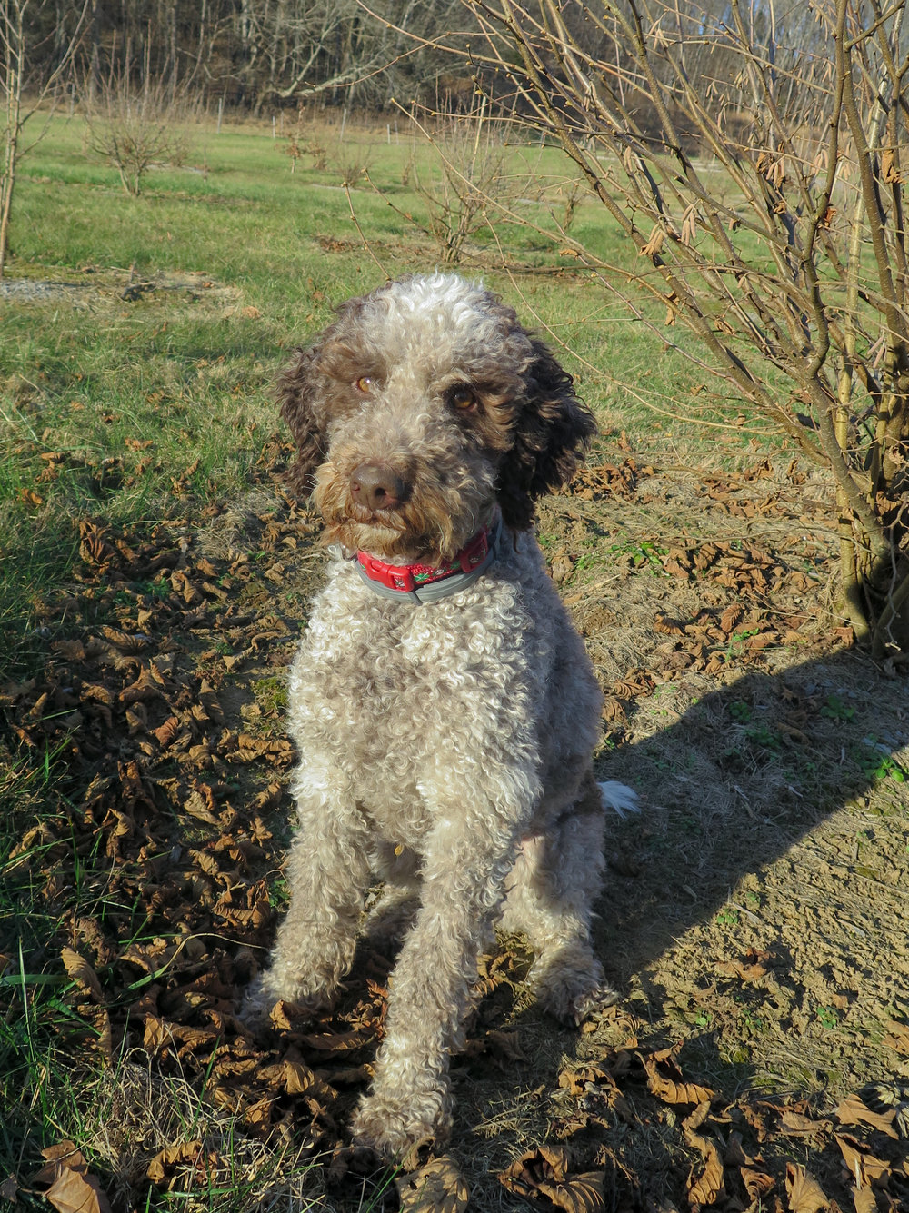 Monza is a Lagotto Romagnolo, an Italian breed that has been truffle-hunting for centuries. 