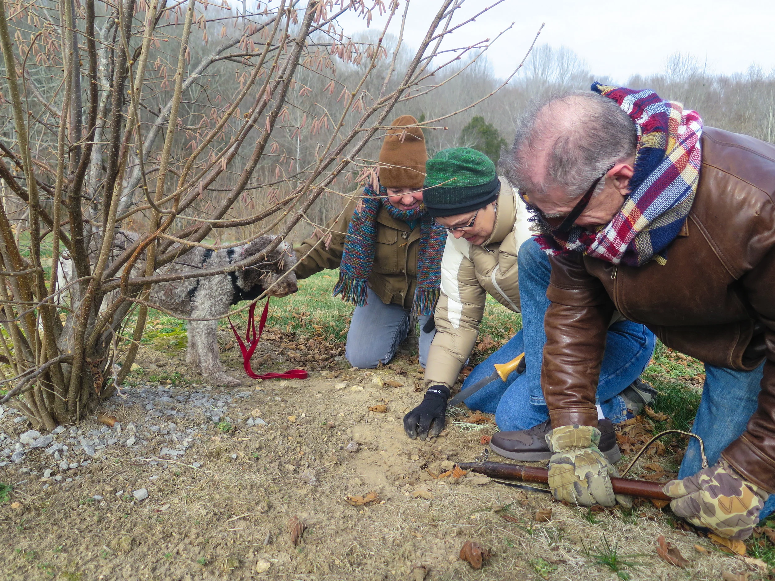 Truffles in Kentucky — Emma N. Hurt