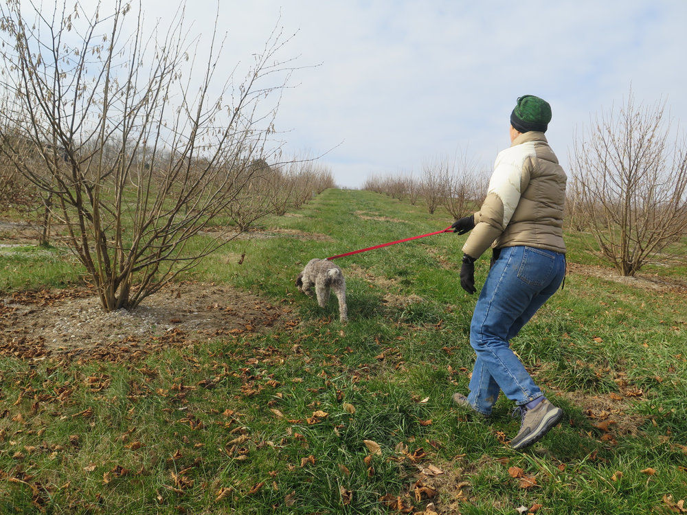 Monza and her trainer, Lois Martin of Truffle Dog Company, hunted for the underground fungi at Margaret Townsend's orchard in Holland, Ky., in December. 