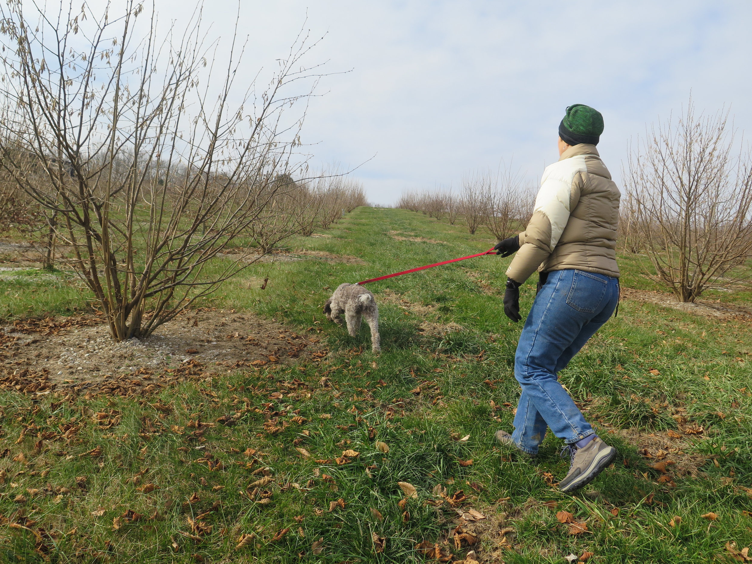 Monza and her trainer, Lois Martin of Truffle Dog Company, hunted for the underground fungi at Margaret Townsend's orchard in Holland, Ky., in December.
