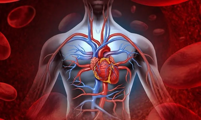 New Study Links Phthalates to Cardiovascular Disease