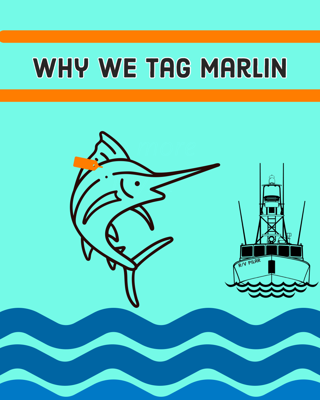 Why We Tag Marlin