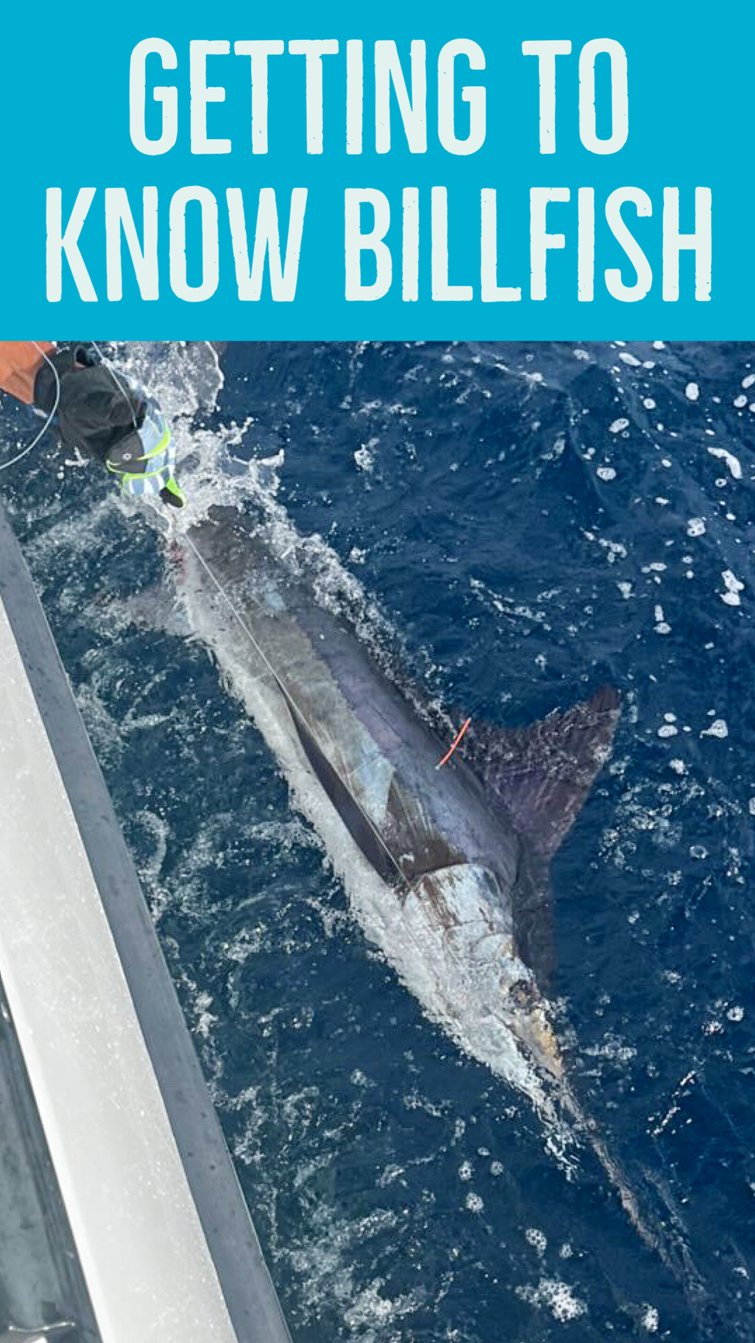 Getting to Know Billfish