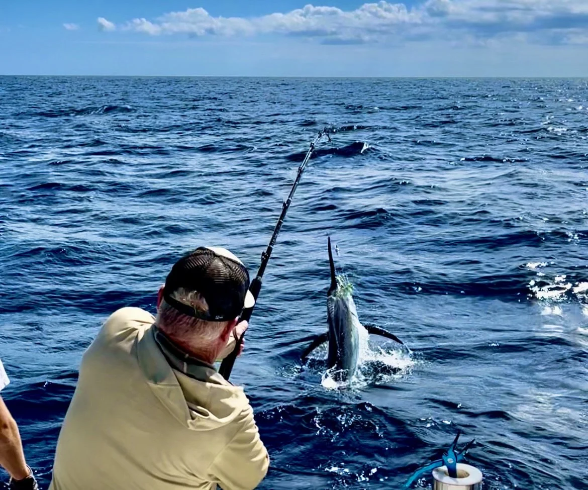 Tagging Marlin: A Key Tool for Understanding their Behavior and Protecting their Habitat