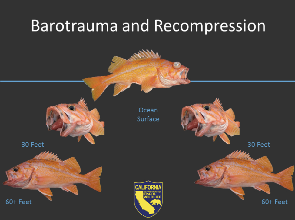 Descending Devices Shine Under Pressure