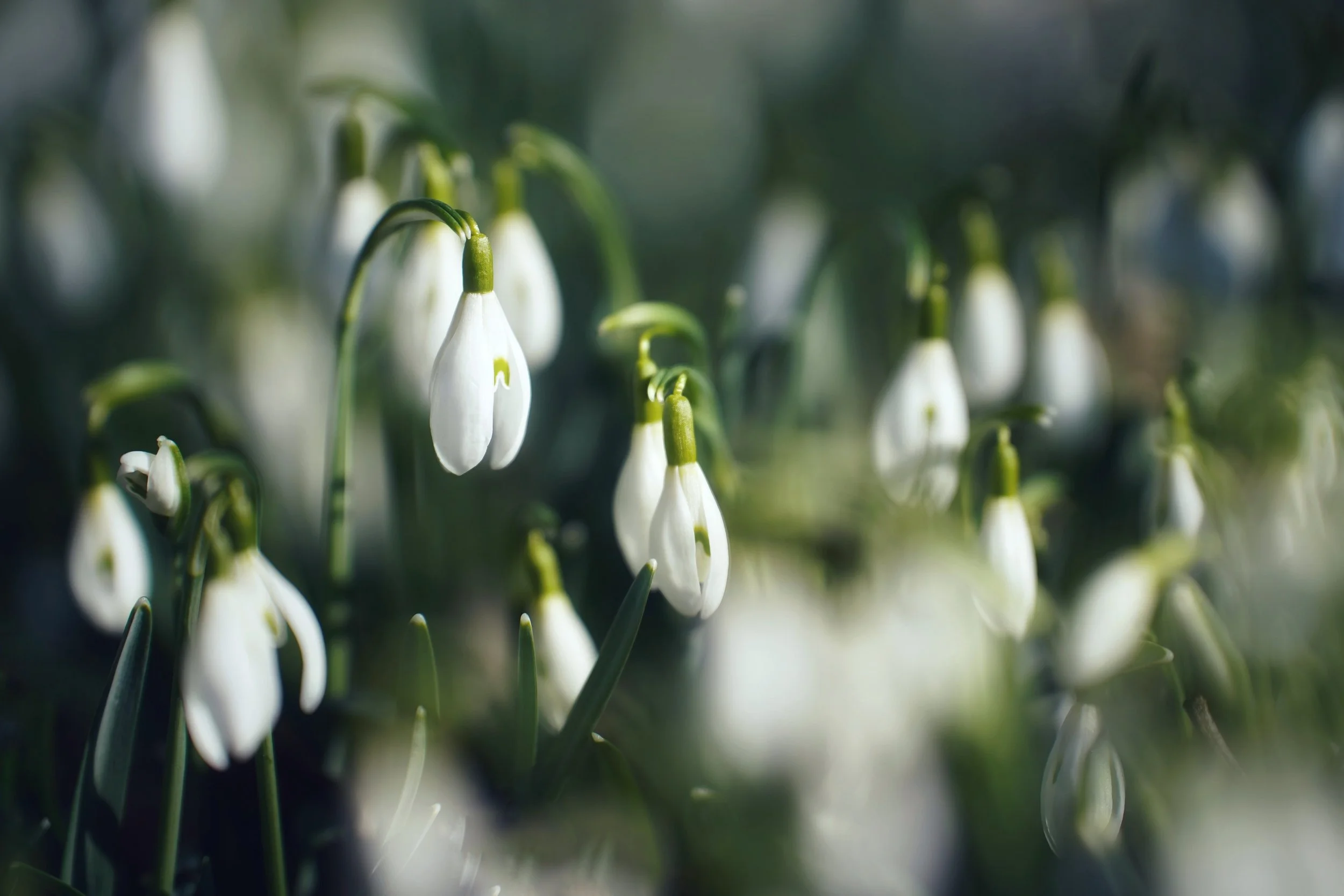 photo of snowdrop flowers, in and out of focus