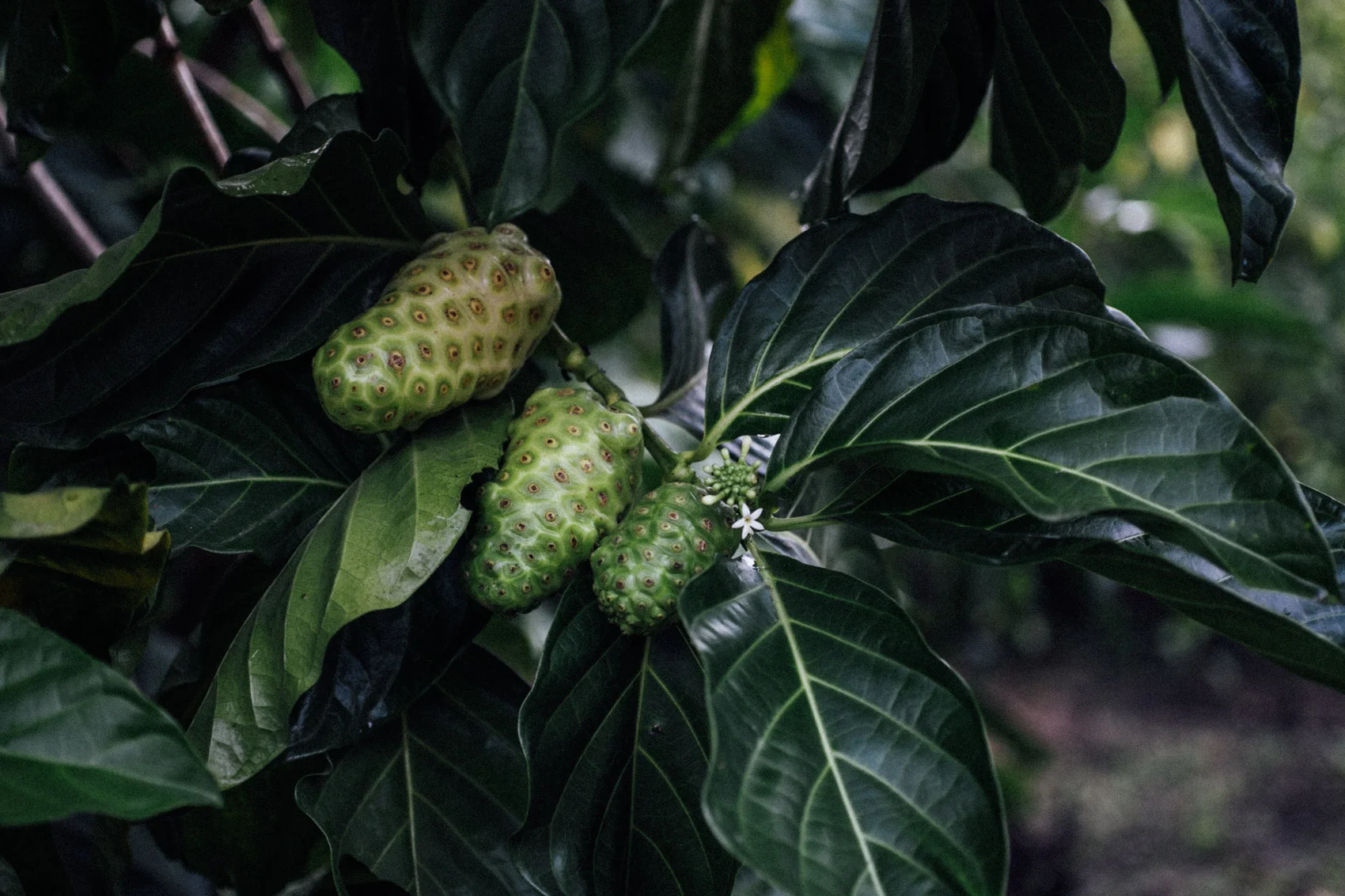adrianariveram_2015__MG_2282.jpg