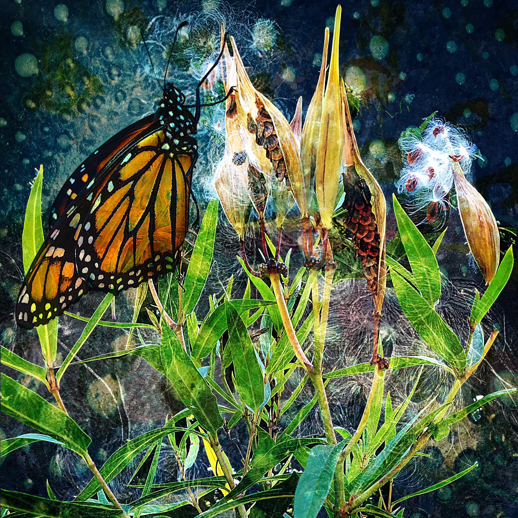 Midnight Monarch and Milkweed