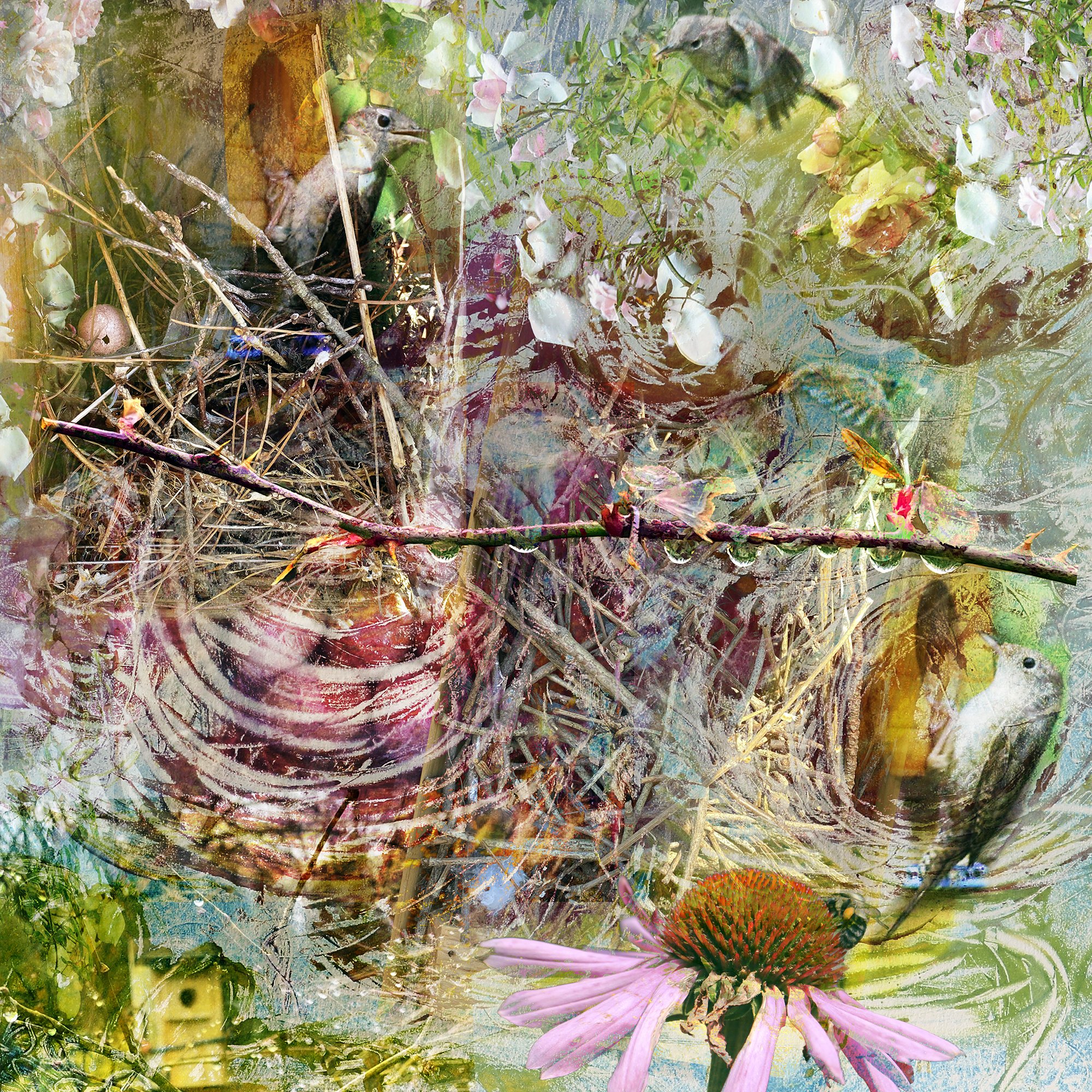 Nesting: Wrens Among the Roses
