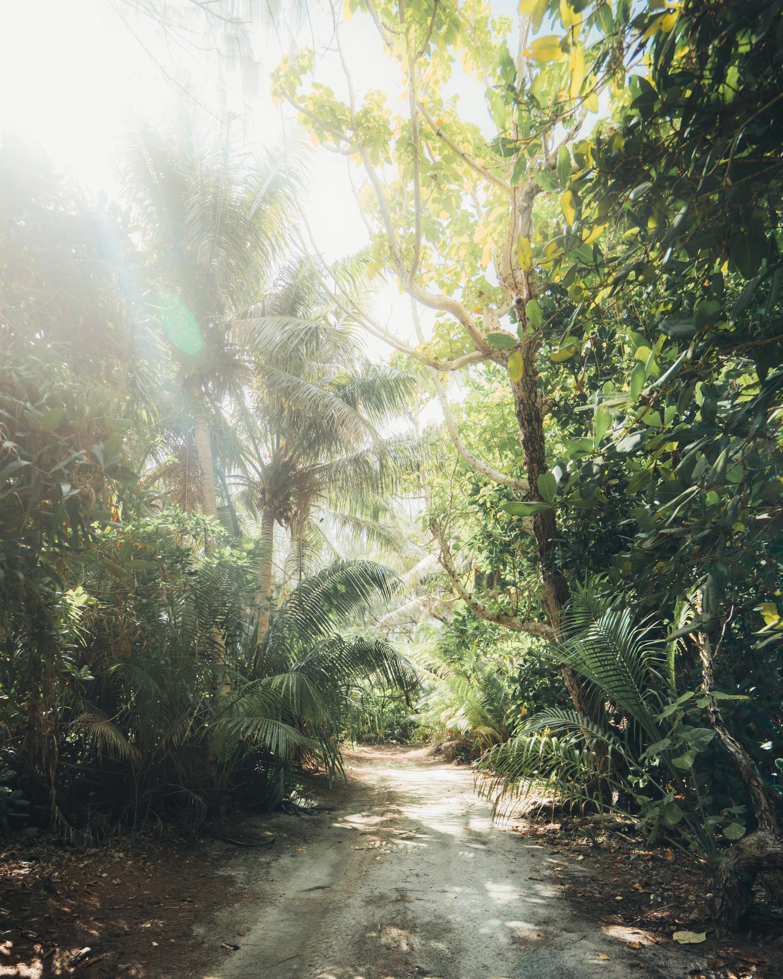GuamJungle.jpg