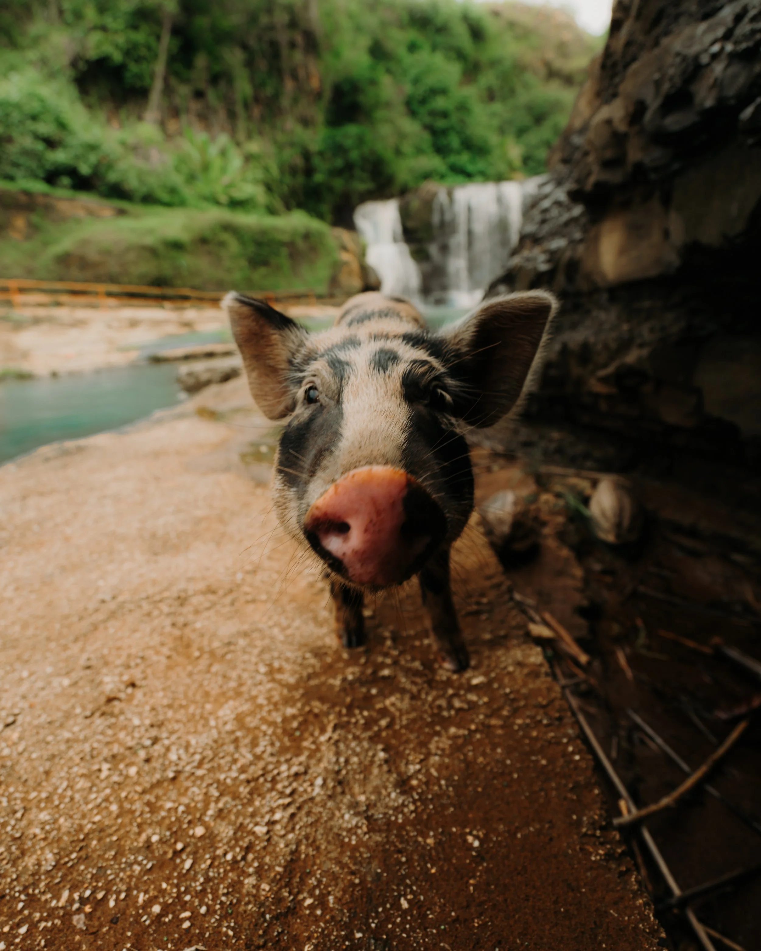 GuamPiggy.jpg