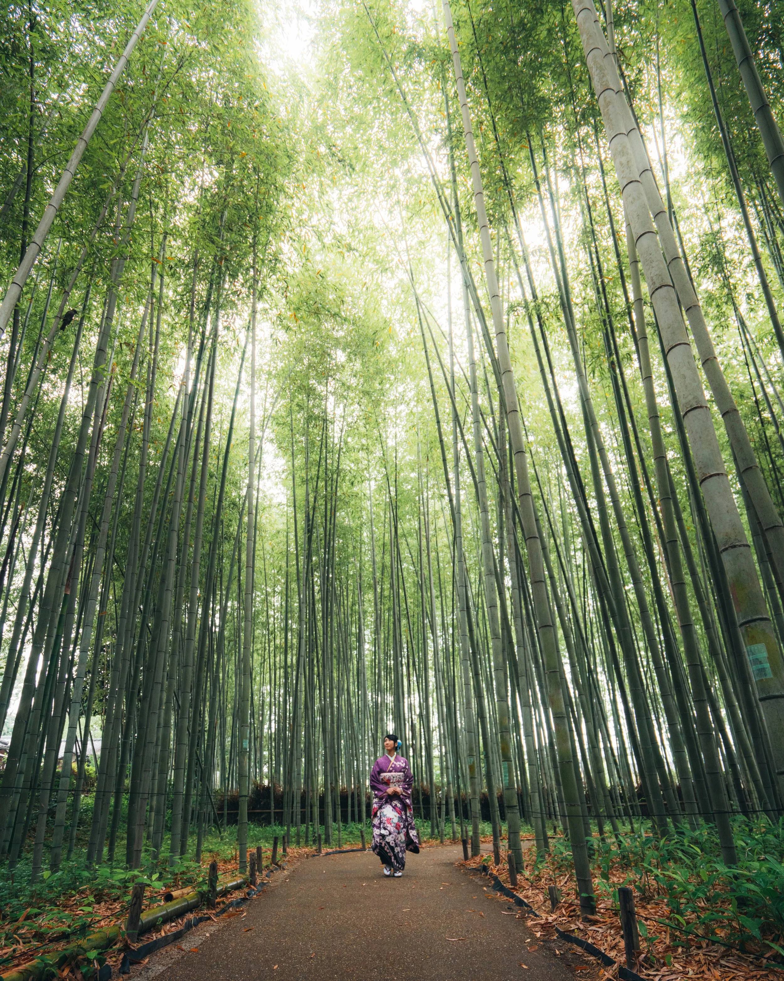 KyotoBambooForestKimonoLowRES.jpg