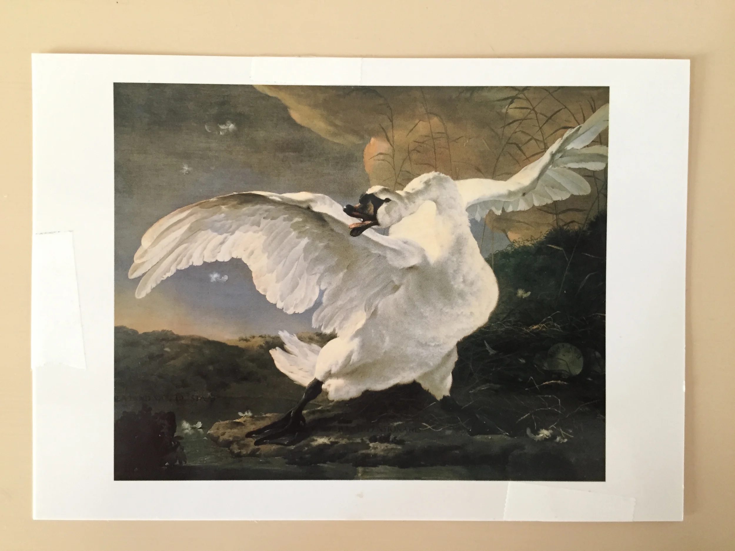 Swan.JPG