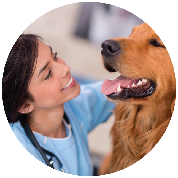 Midnight Sun Animal Hospital