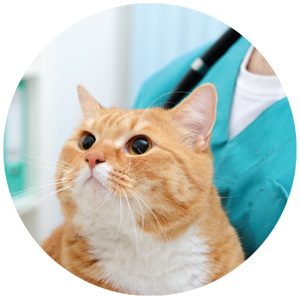 Midnight Sun Animal Hospital